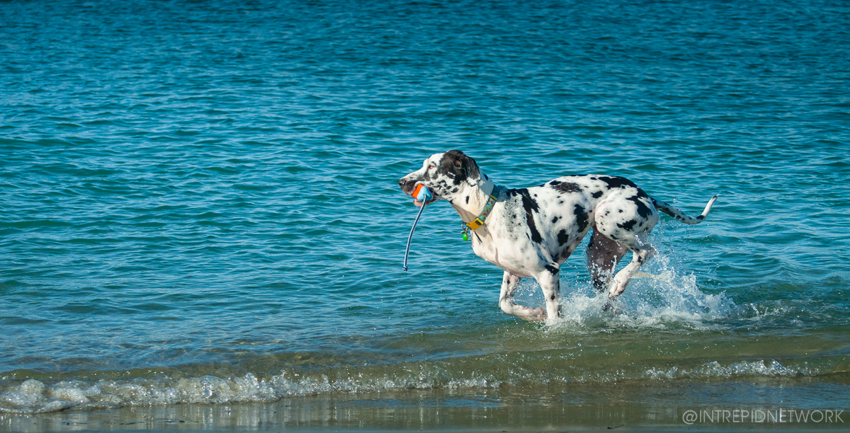 Pet's of Dog Beach San Diego