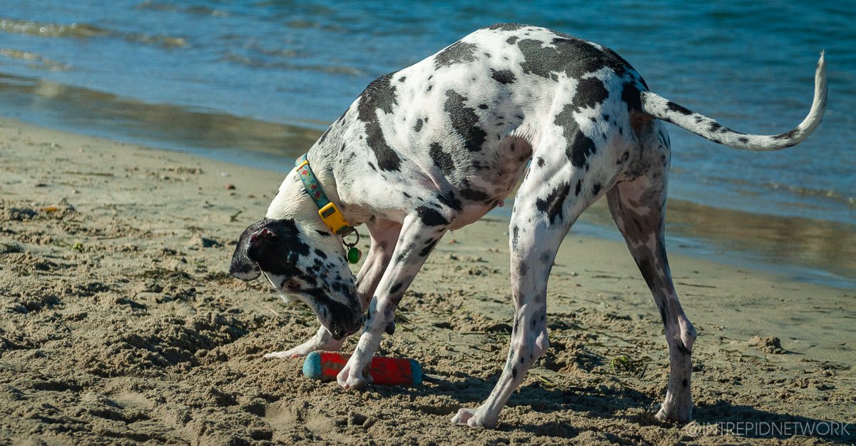 Pet's of Dog Beach San Diego