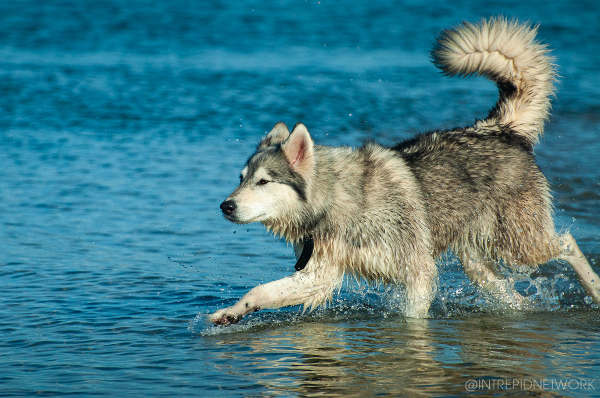 Pet's of Dog Beach San Diego