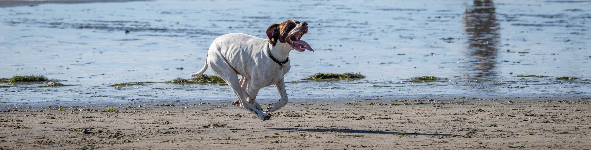 Dog Run Ocean Beach