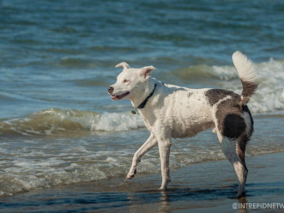 Archie at Dog Beach