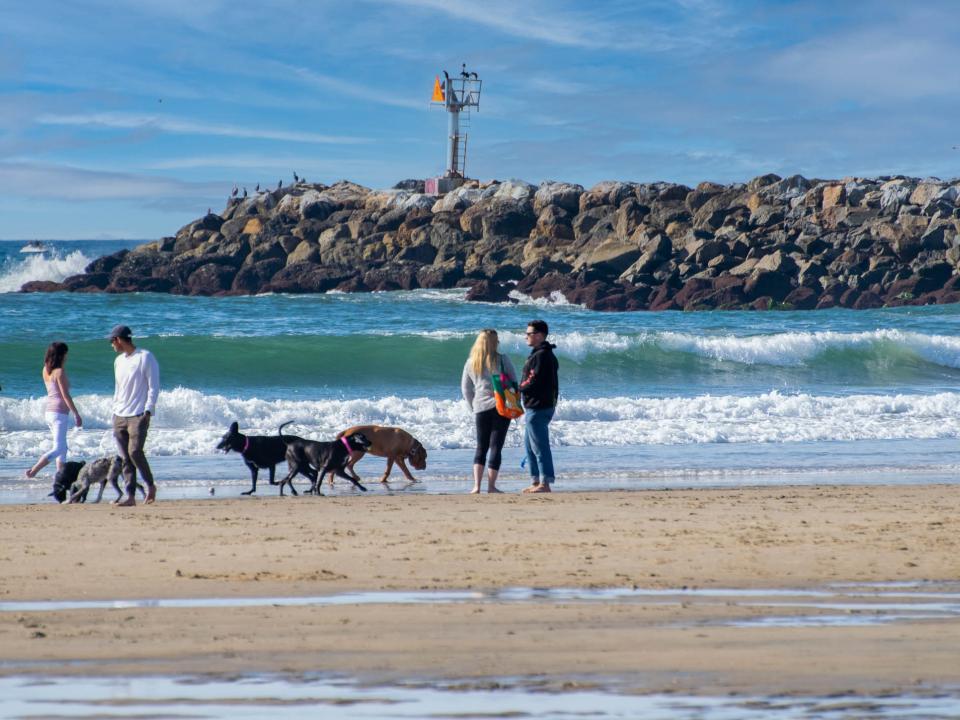 Dog Beach Holidays